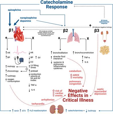 Frontiers | Beta-Adrenergic Blockade In Critical Illness